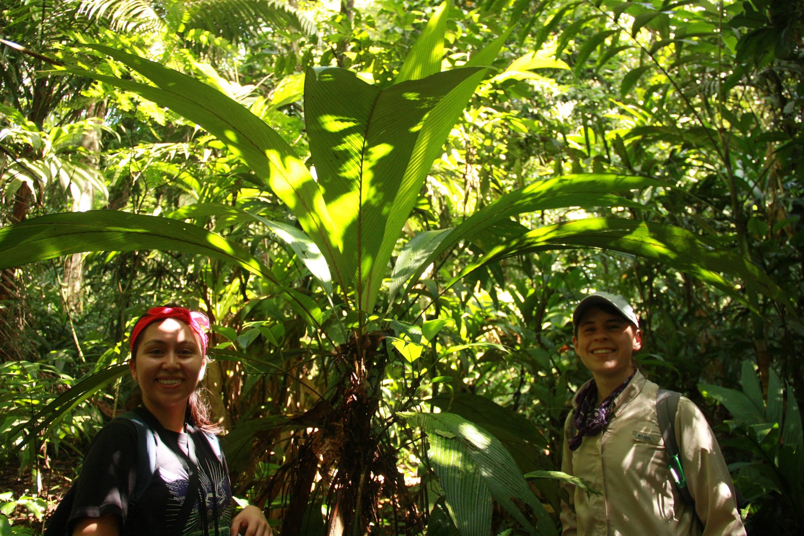 Image for May 25, 2014 - La Selva Biological Station