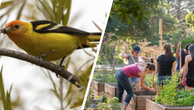 A photo of a Western Tanager and students gardening