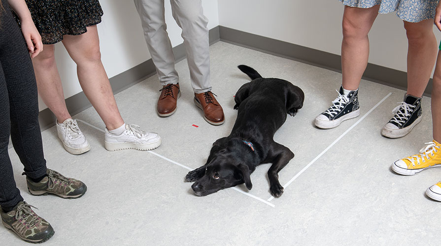 A black dog lays flat on the ground while looking up at a group of people standing around him