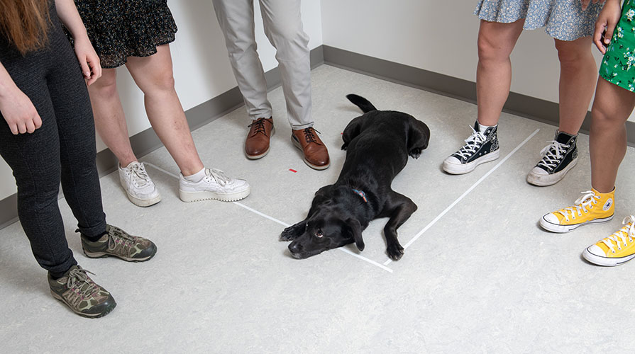 A black dog lays on the floor at the feet of Occidental College canine researchers