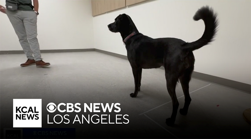 an image of a black dog in an Oxy canine lab