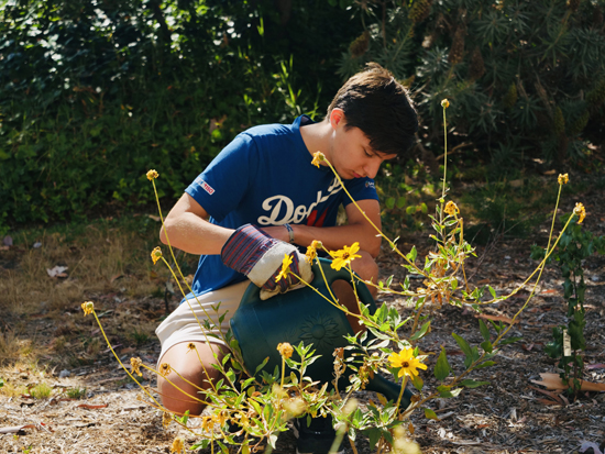 Casey Wisely ’24, a biology major from the San Fernando Valley, tends to Oxy's microforest in July. Photo by Angelina Lee ’22