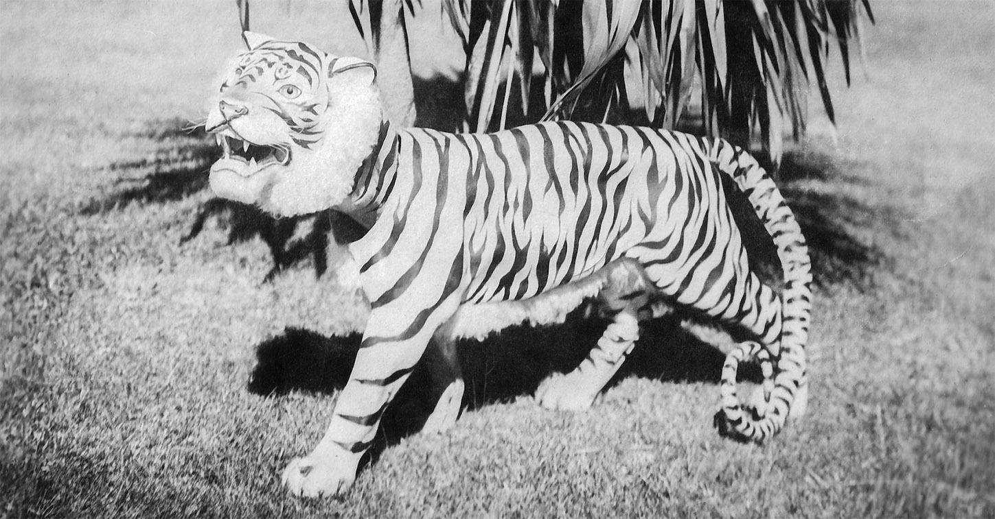 An early iteration of Oxy’s beloved bengal mascot.