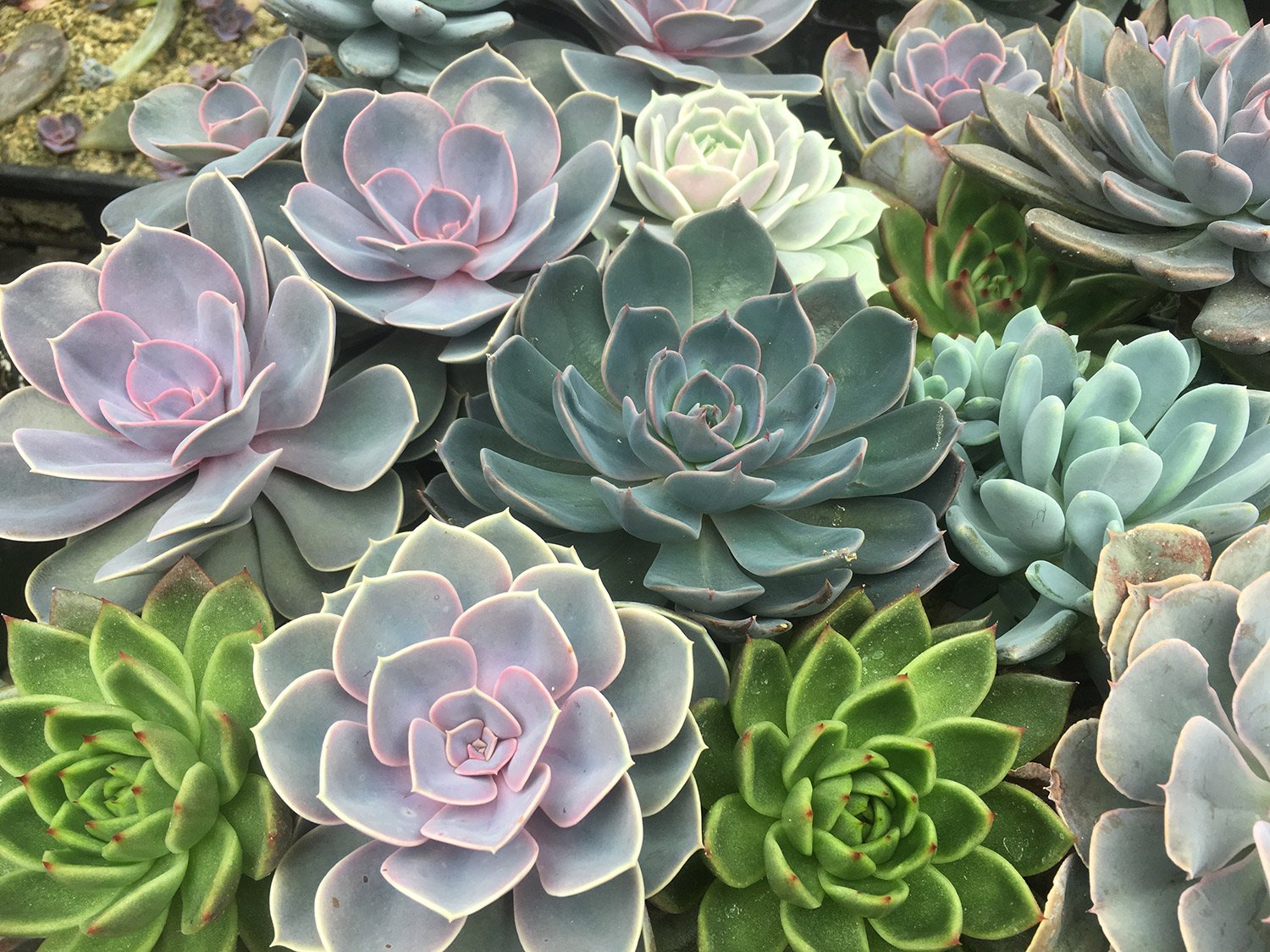 succulents