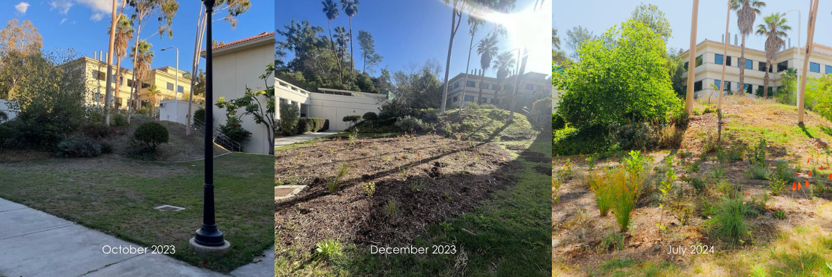 Three images of the Microforest. The first shows a non-native grass lawn, October 2023. The second shows the microforest right after planting, December 2023. The third shows the growth of the microforest 6 months after planting, July 2024