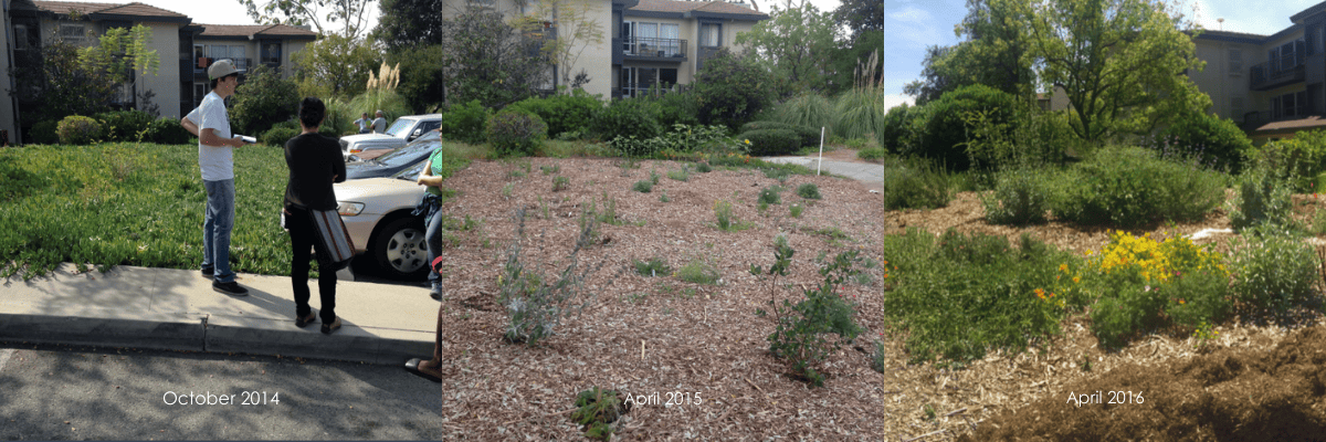 Three images of the Norris Native Pollinator garden. First photo displays non-native ice plant covering ground, second shows mulched ground and newly planted natives, third photo shows native plants grown up.