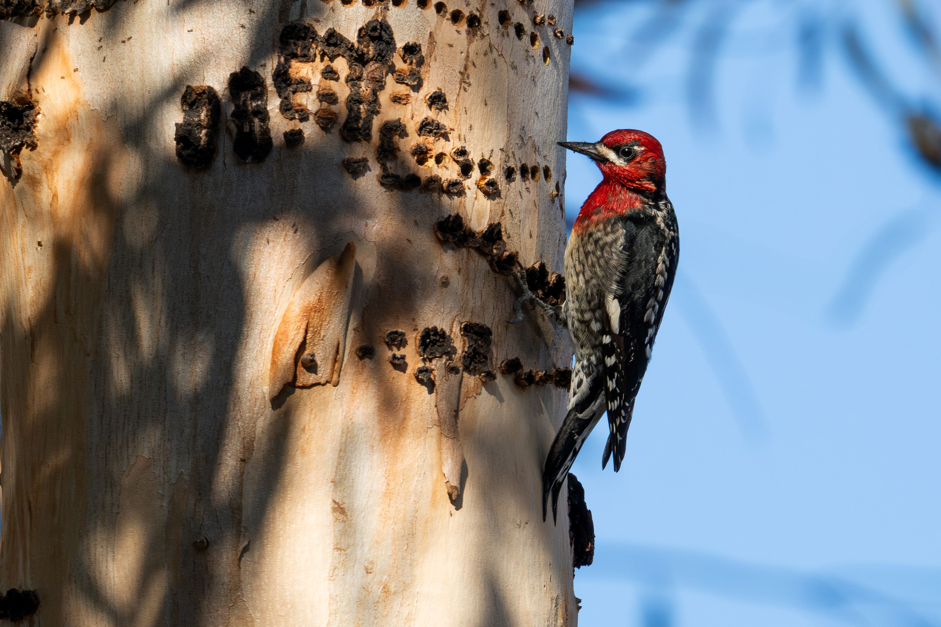 Photo of a Red-breasted Sapsucker