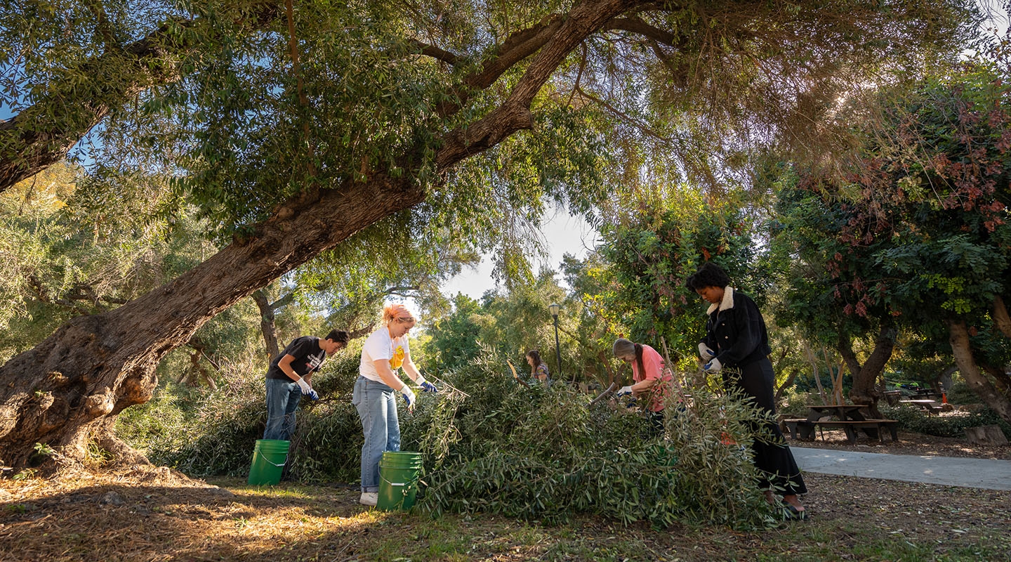 Occidental College students harvesting olives off branches of the olive trees on campus