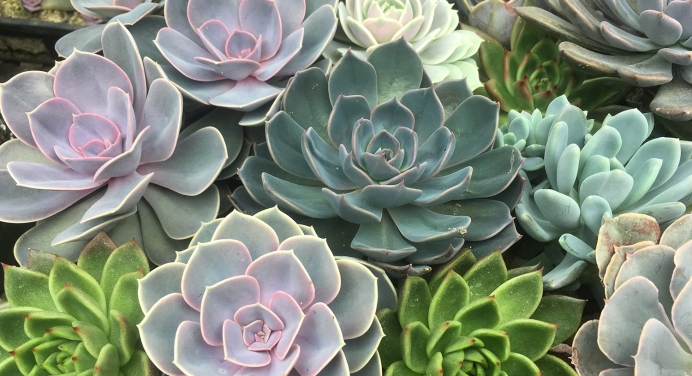 succulents