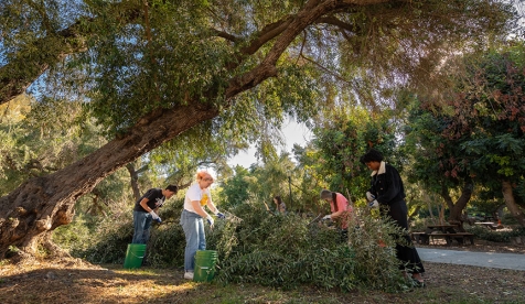 Occidental College students in the Olive Grove on campus, harvesting olives from branches