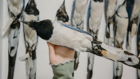 Photo of a magpie jay specimen