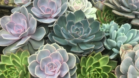 succulents