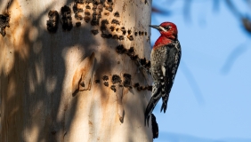 Photo of a Red-breasted Sapsucker