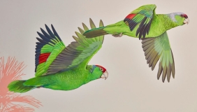 Painting of two parrots