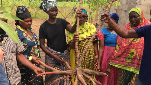 African women farmers in colorful clothing admiring their cassava crop yields.