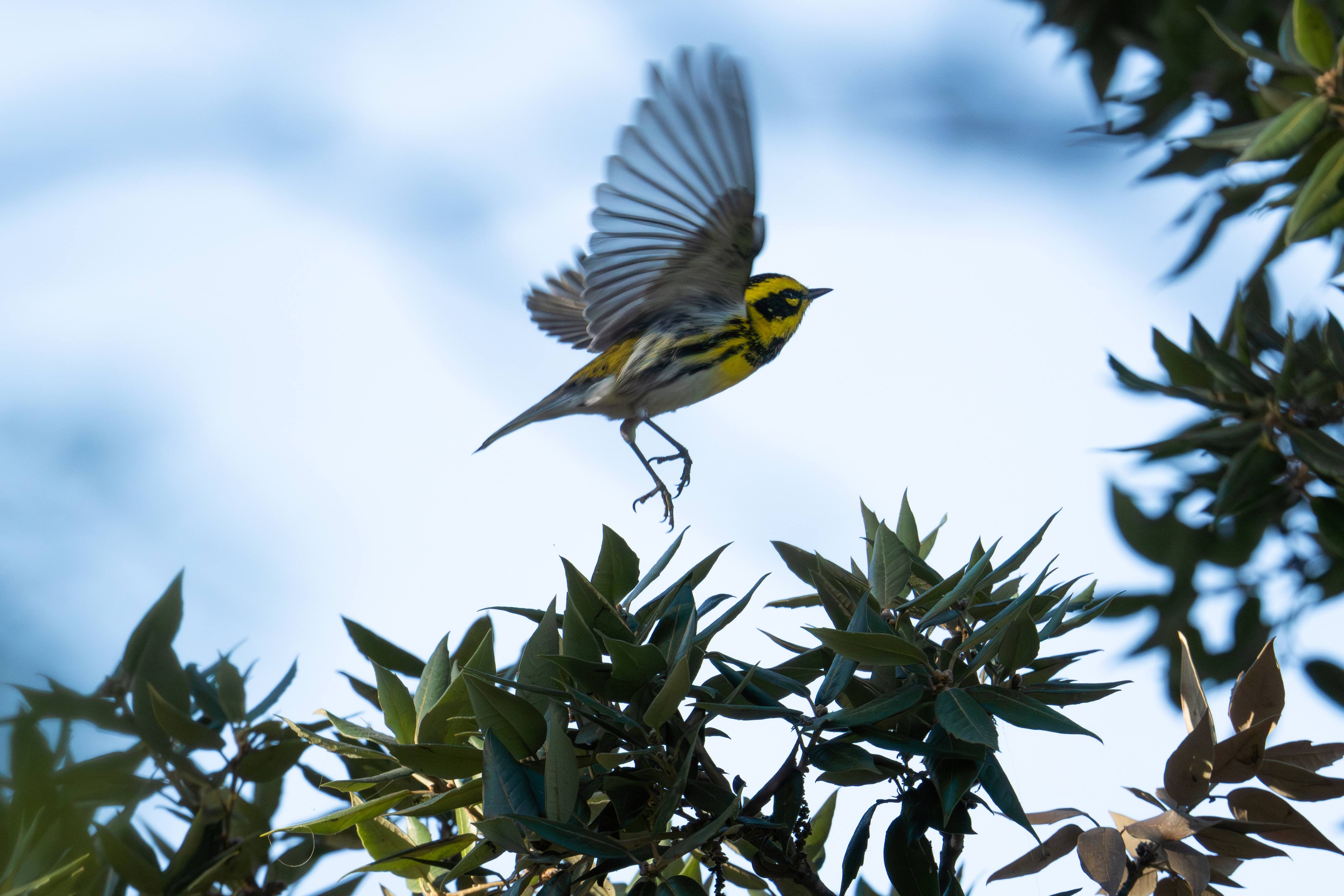 Photo of a Townsend's Warbler